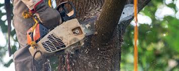 Best Tree Health Inspection  in Cave City, KY