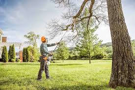 Best Tree Maintenance Programs  in Cave City, KY