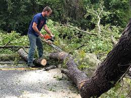 Best Emergency Tree Removal  in Cave City, KY